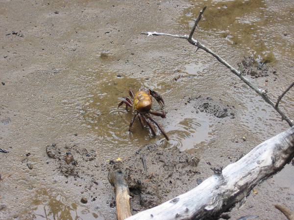 Crabe