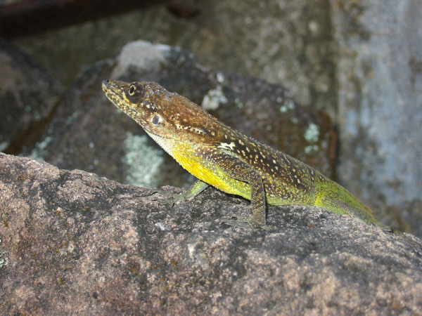 Lezard