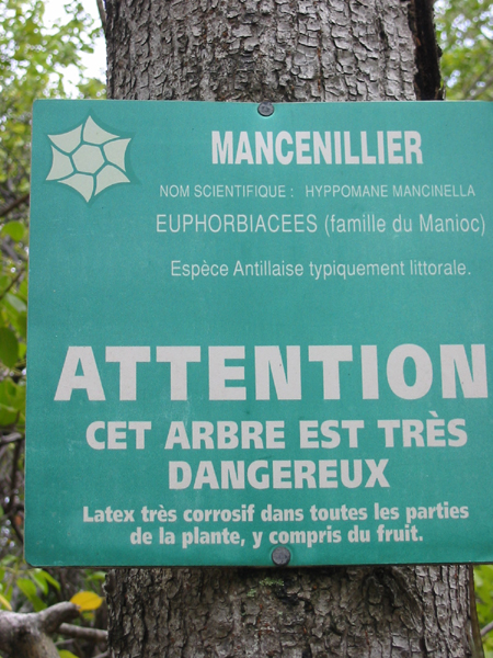 Mancenillier