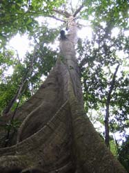 Arbre
