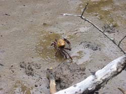 Crabe