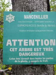 Mancenillier