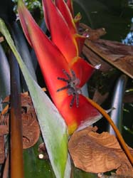 mygale2